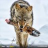 Wolfshund67