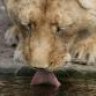 rhinelion