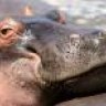 Hippo