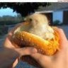 yardbird