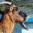 Hennes9