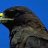hawk_cologne